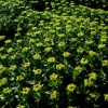 Azorella trifurcata -- Andenpolster